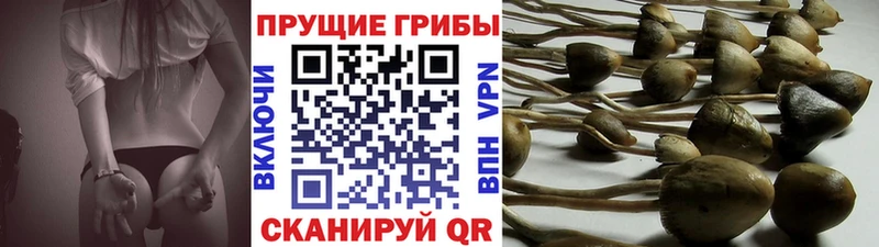 Псилоцибиновые грибы прущие грибы закладки Александров