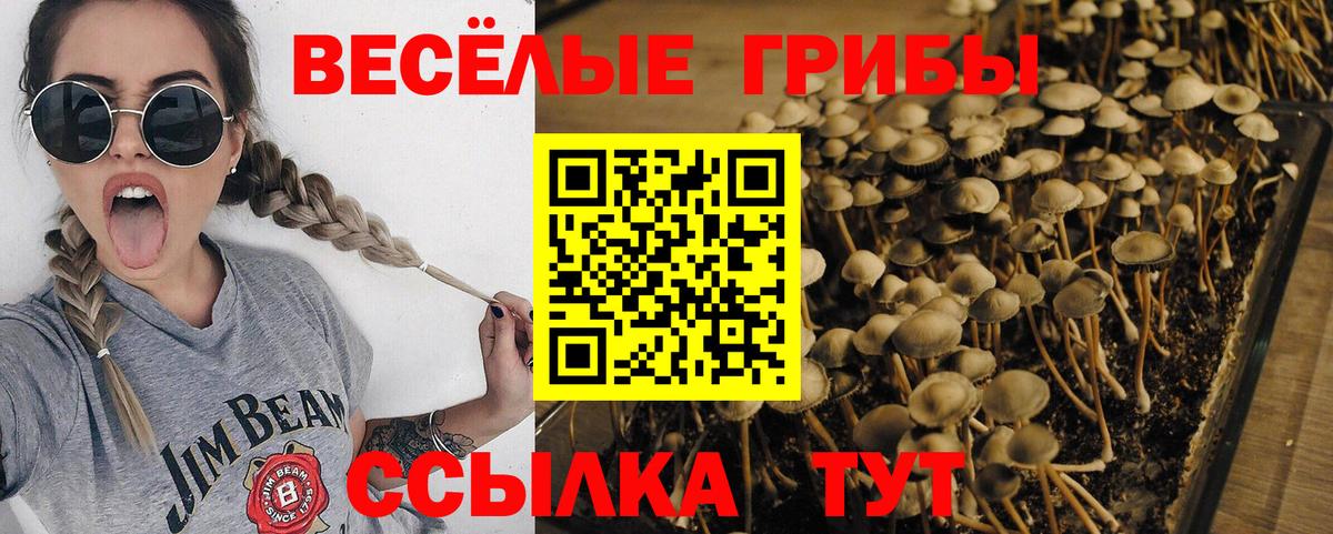Галлюциногенные грибы GOLDEN TEACHER  купить  цена  Александров  Вход с VPN 